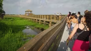 Coastal Boardwalk, Pineywoods Park, Butterflies