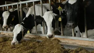 The Dairy Depression