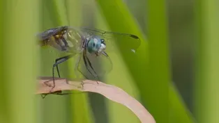 Bugs that Rule the World: Eat or Be Eaten