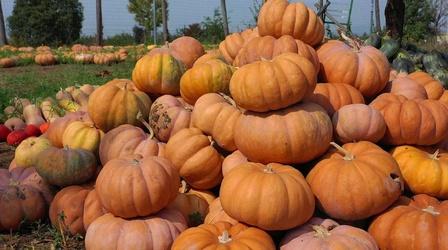 Video thumbnail: The Key Ingredient Hey Pumpkin
