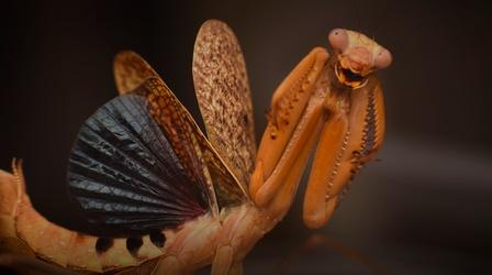 Video thumbnail: Insectarium How Mantises Became Nature’s Strangest Assassins