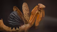 How Mantises Became Nature’s Strangest Assassins