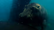 How Did Whales Evolve From Land Mammals?