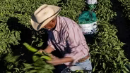 Fourth-generation chile farmer reflects on a difficult growing season