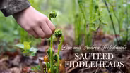Fiddleheads