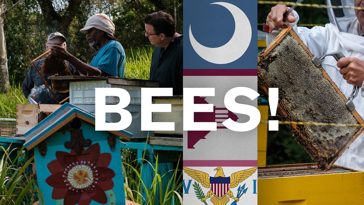 The Good Road | St. Croix, Charleston, Asheville - Bees!