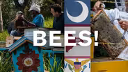 St. Croix, Charleston, Asheville - Bees!