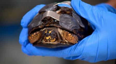 Video thumbnail: Charlottesville Inside-Out Wildlife Center of Virginia / Memorial to Enslaved Laborers