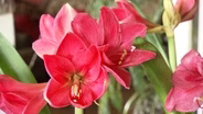 Volunteer Gardener 3514