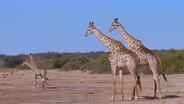 Endangered Species Q&A