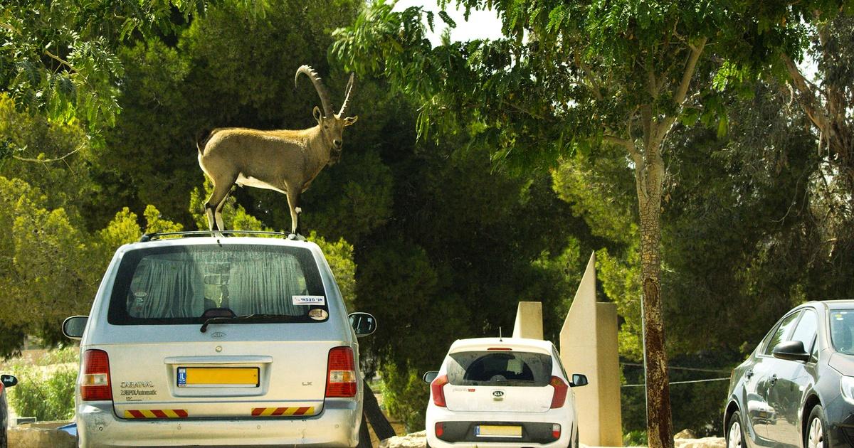 Wild Metropolis | Ibex Males Fight Over a Love Interest | Episode 2