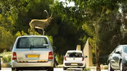 Ibex Males Fight Over a Love Interest