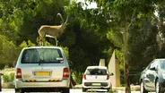 Ibex Males Fight Over a Love Interest