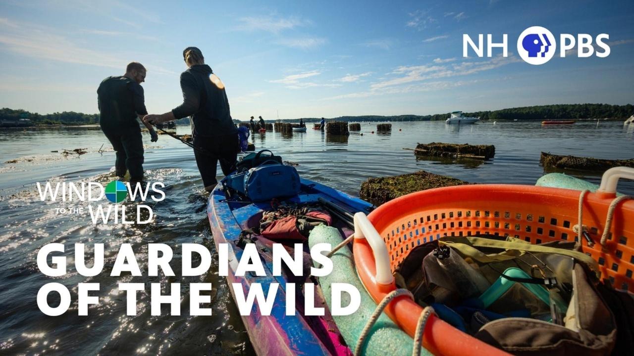 Windows to the Wild | Guardians of the Wild