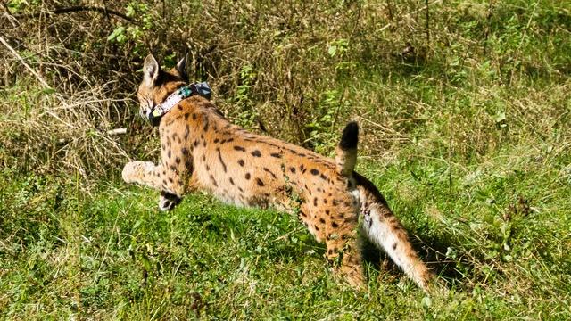 Iberian Lynx Cubs