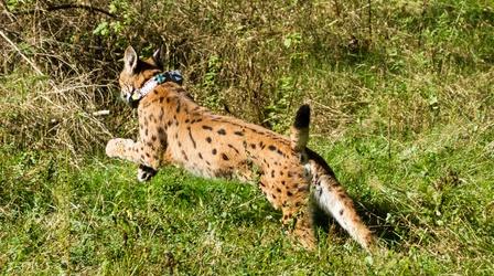 Video thumbnail: Europe's New Wild Iberian Lynx Cubs
