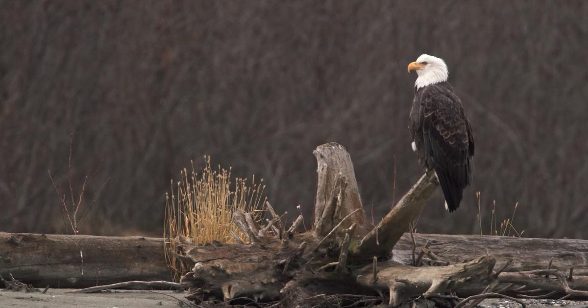 Iconic America | The American Bald Eagle Preview | Episode 6 | PBS
