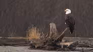 The American Bald Eagle Preview