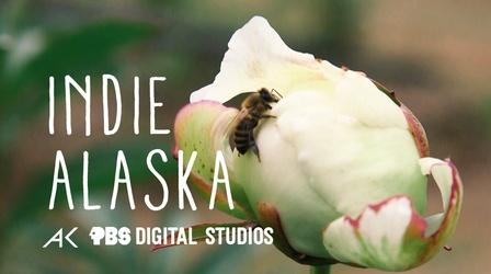 Video thumbnail: Indie Alaska Growing Peonies in the Alaska Bush