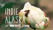 Growing Peonies in the Alaska Bush