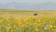 Colorado Experience: Return of the Buffalo, Part 2 preview