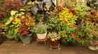 Volunteer Gardener 3402
