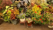 Volunteer Gardener 3402