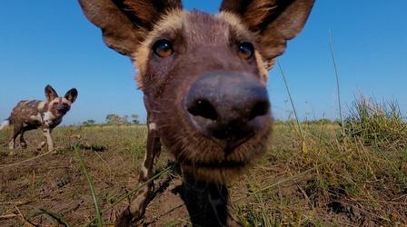 Video thumbnail: Nature Attempting to Film African Wild Dogs in the Flooded Okavango