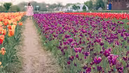 Tulip Time