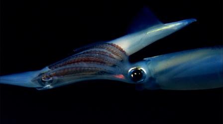 Video thumbnail: Nature The Incredible Mating Ritual of Opalescent Squid