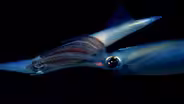 The Incredible Mating Ritual of Opalescent Squid
