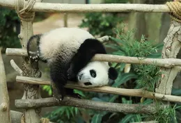 The tough decision of which species to save from extinction