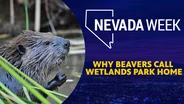 Why Beavers Call Wetlands Park Home