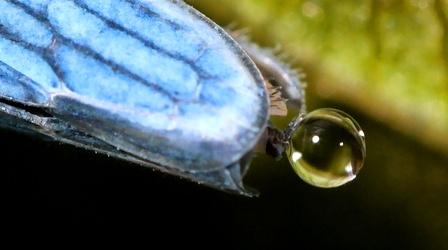 Video thumbnail: Deep Look Sharpshooter Insects are Real Wizzes at Whizzing