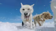 Husky Ride
