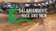 Salamanders, Mice and Men