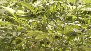VENTURA’S CANNABIS CRUSADE
