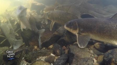 Video thumbnail: Great Lakes Now Best Supporting Fish