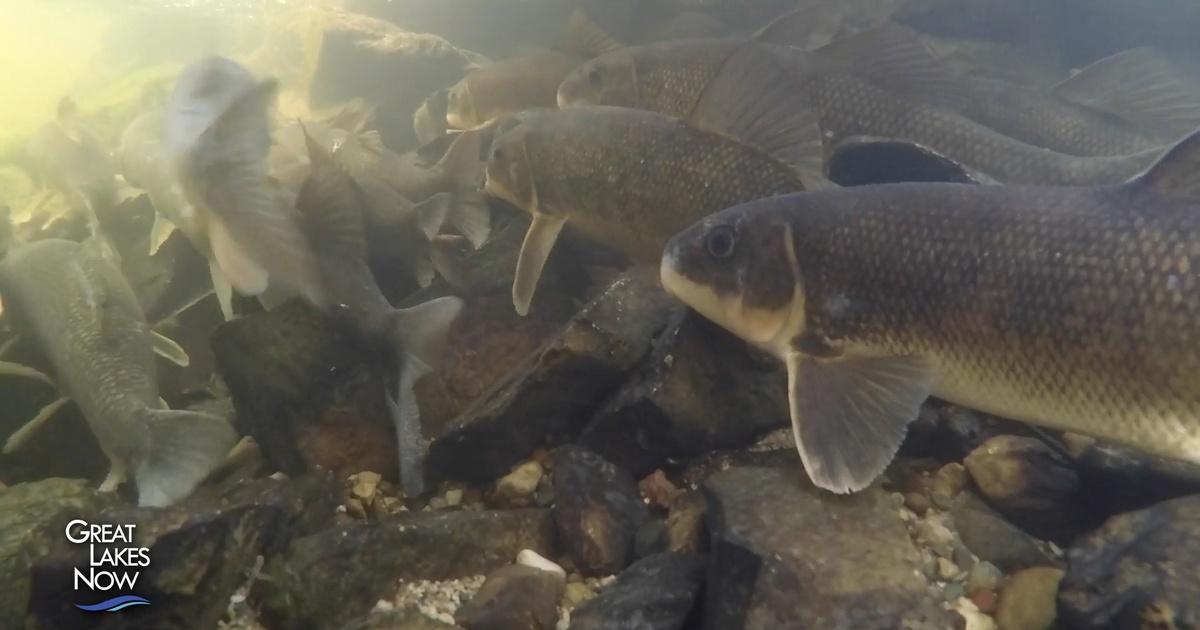 Great lakes now | best supporting fish | season 1 | episode 26