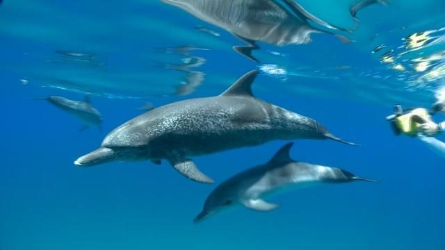 Changing Seas | Dolphins: Breaking the Code - Trailer