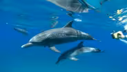 Dolphins: Breaking the Code - Trailer