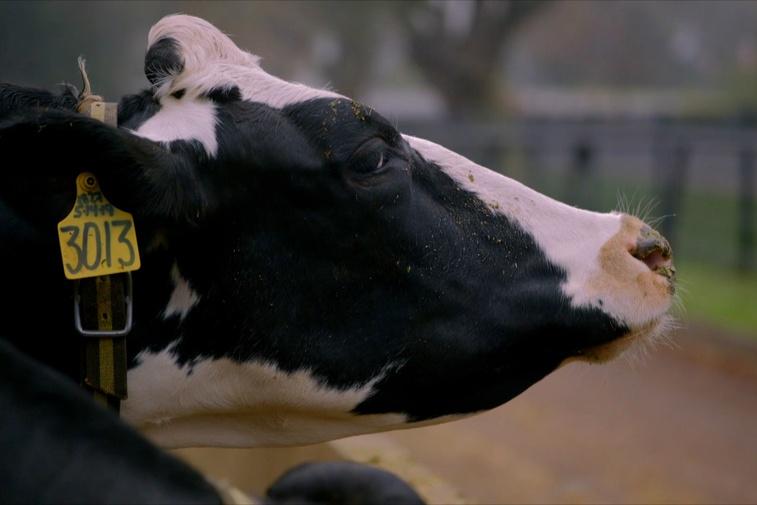Fighting Cow Methane With Seaweed Poster