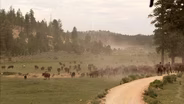 Utah Cattle Drive