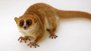 Creature Clip: Rufous Mouse Lemur