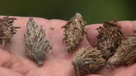 Video thumbnail: Backyard Farmer Backyard Farmer: How to Control Bagworms
