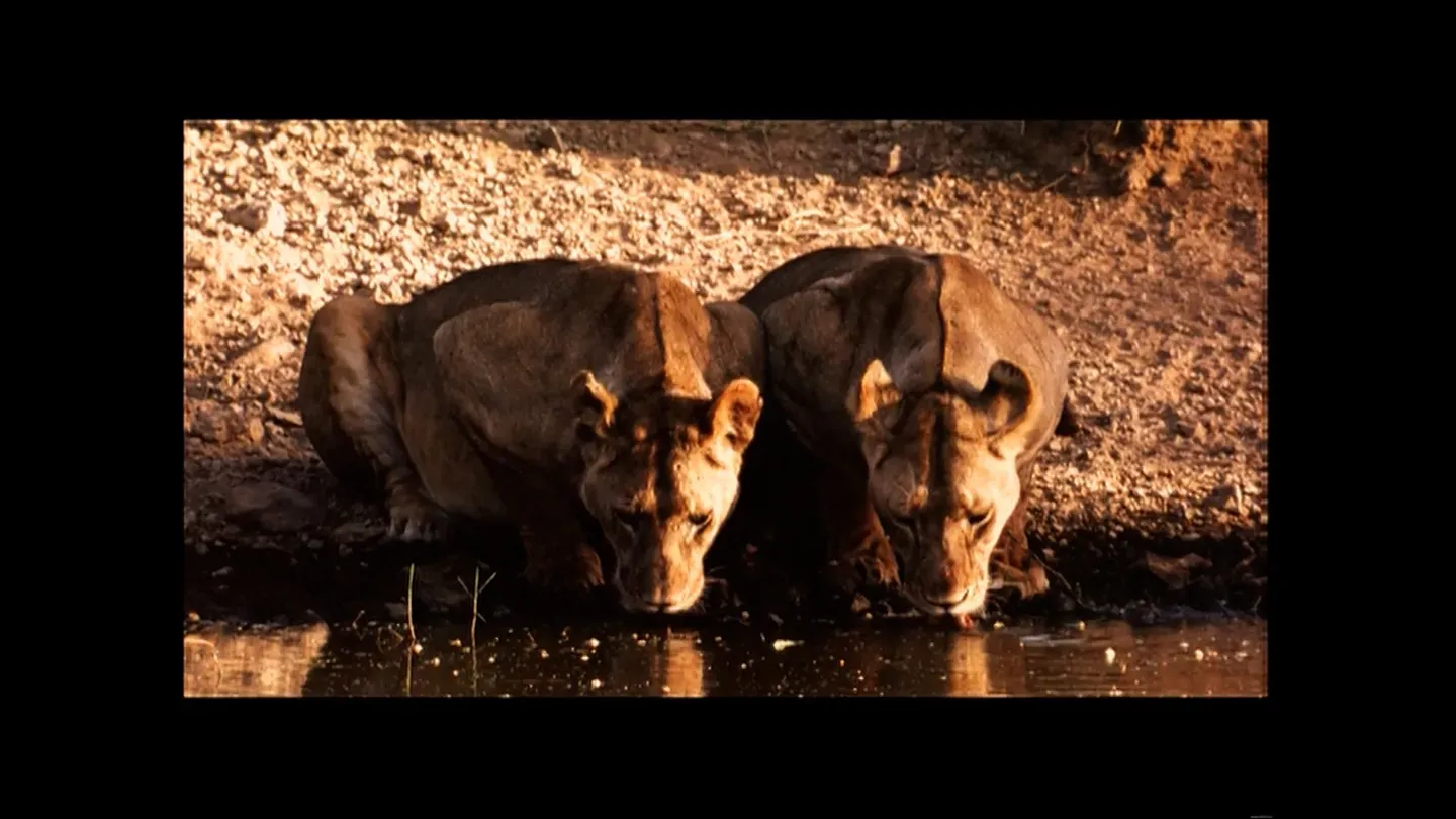 Serengeti Stories