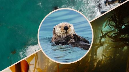 Video thumbnail: Overview How Otters Are Saving Earth’s Underwater Forests