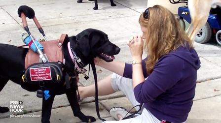 Video thumbnail: PBS NewsHour For a woman with fainting spells, her dog is her lifesaver