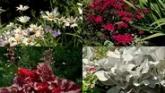 Columbia College Gardens