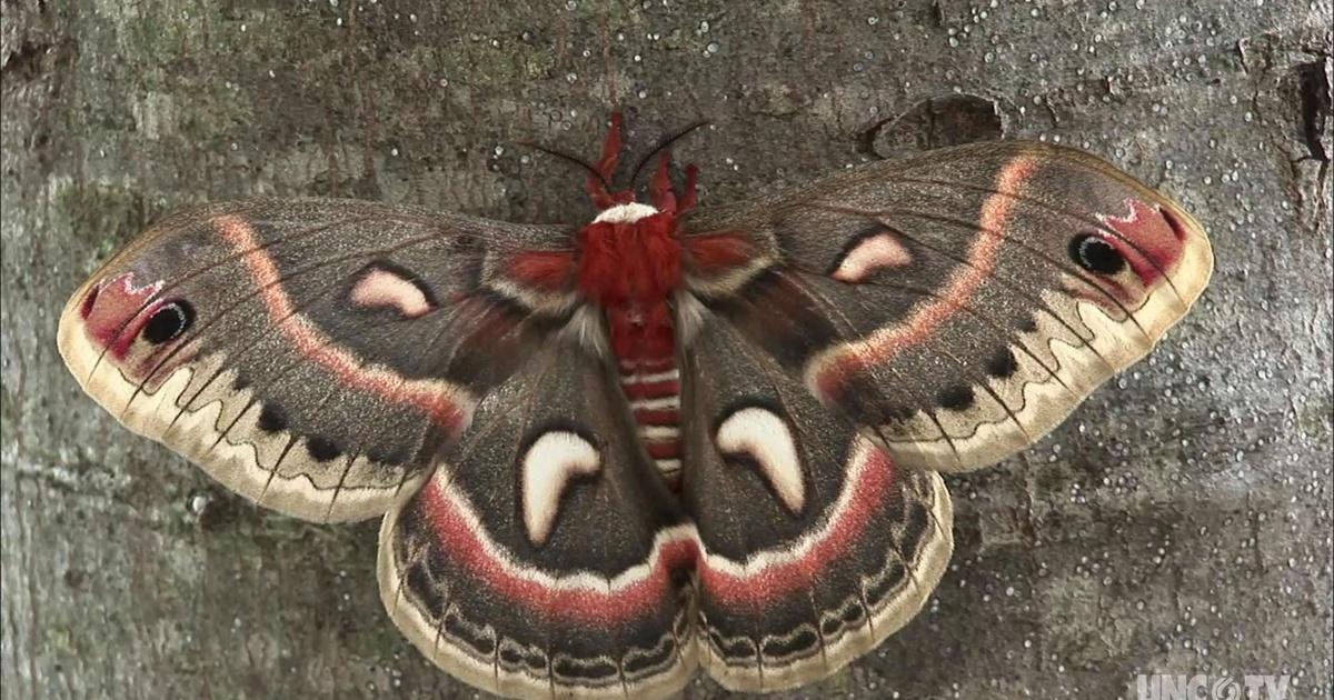 Types Of Moths In North Carolina